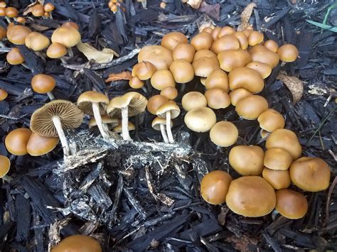 allenii mushroom|13 Types of Psilocybin Mushrooms to Know